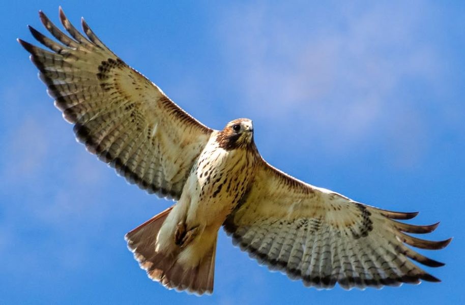 Raptors of Colorado 1